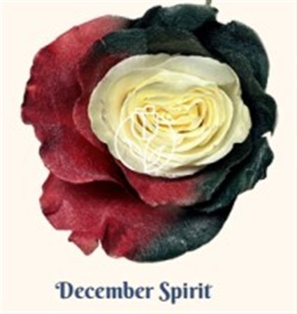 Rosa Gr Ec Tinted December Spirit 50 cm