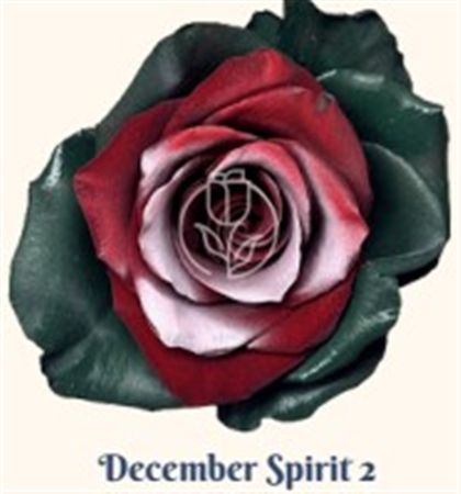 Rosa Gr Ec Tinted December Spirit 2 50 cm