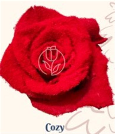 Rosa Gr Ec Tinted Cozy 50 cm