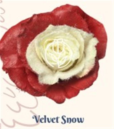 Rosa Gr Ec Tinted Velvet Snow 50 cm