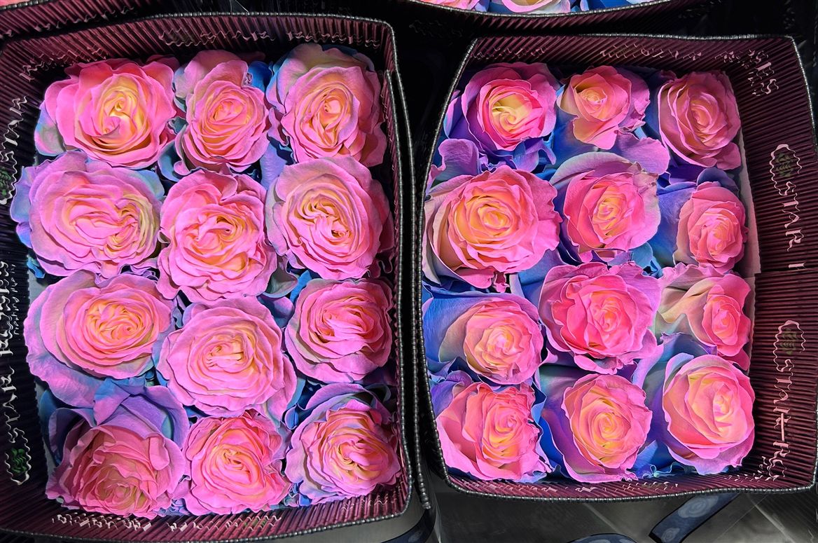 Rosa Gr Ec Tinted Barbie 50 cm