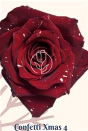 Rosa Gr Ec Tinted Confetti Xmas 4 50 cm