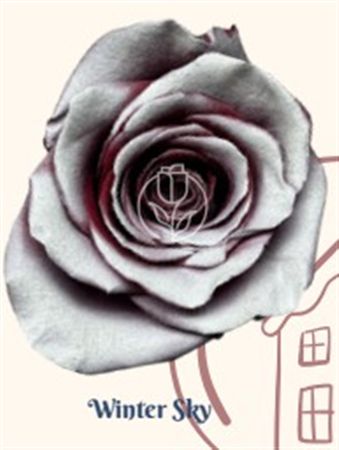 Rosa Gr Ec Tinted Winter Sky 50 cm