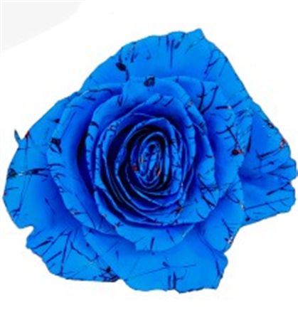 Rosa Gr Ec Tinted Ocean 50 cm