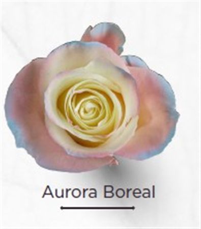 Rosa Gr Ec Tinted Aurora Boreal 50 cm