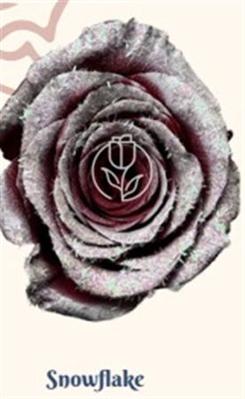 Rosa Gr Ec Tinted Snowflake 50 cm