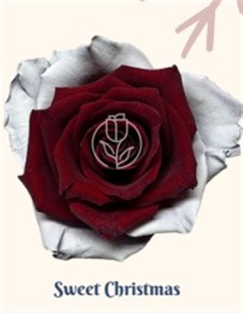 Rosa Gr Ec Tinted Sweet Christmas 50 cm