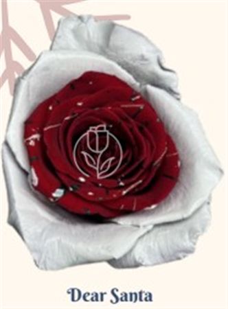 Rosa Gr Ec Tinted Dear Santa 50 cm