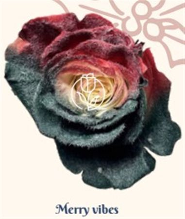 Rosa Gr Ec Tinted Merry Vibes 50 cm