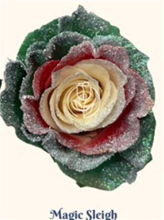 Rosa Gr Ec Tinted Magic Sleigh 50 cm
