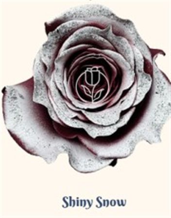 Rosa Gr Ec Tinted Shiny Snow 50 cm