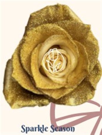 Rosa Gr Ec Tinted Sparkle Season 50 cm
