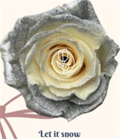 Rosa Gr Ec Tinted Let It Snow 50 cm