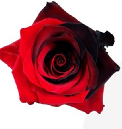 Rosa Gr Ec Tinted Passion 50 cm