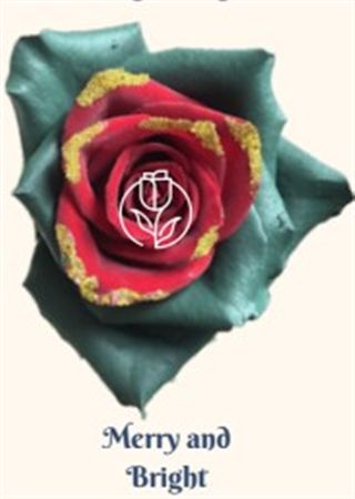 Rosa Gr Ec Tinted Merry And Bright 50 cm