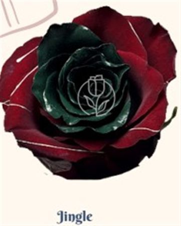 Rosa Gr Ec Tinted Jingle 50 cm