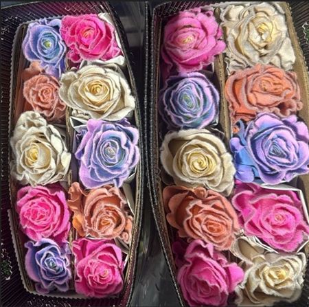 Rosa Gr Ec Tinted Rainbow Velvet 50 cm