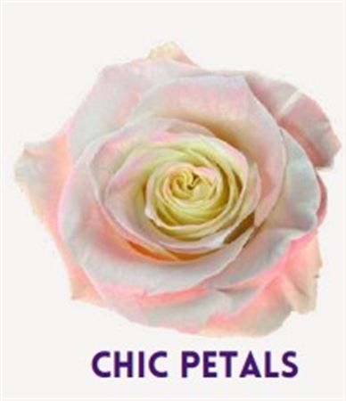 Rosa Gr Ec Tinted Chic Petals 50 cm