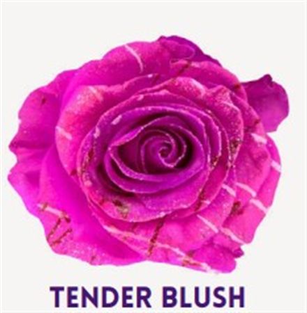 Rosa Gr Ec Tinted Tender Blush 50 cm