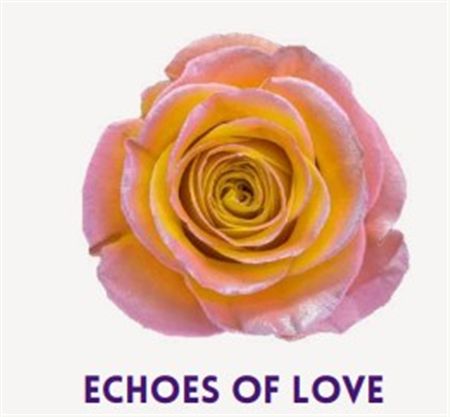 Rosa Gr Ec Tinted Echoes Of Love 50 cm