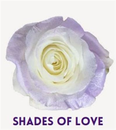 Rosa Gr Ec Tinted Shades Of Love 50 cm