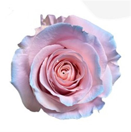 Rosa Gr Ec Tinted Baby 50 cm