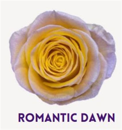 Rosa Gr Ec Tinted Romantic Dawn 50 cm