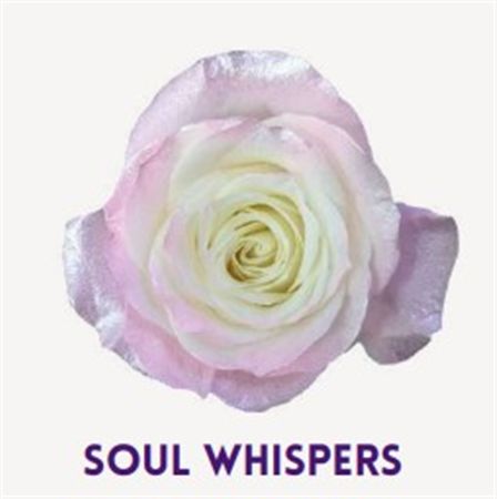 Rosa Gr Ec Tinted Soul Whispers 50 cm