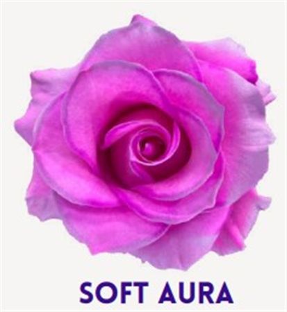 Rosa Gr Ec Tinted Soft Aura 50 cm