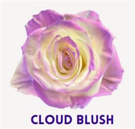 Rosa Gr Ec Tinted Cloud Blush 50 cm
