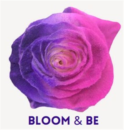 Rosa Gr Ec Tinted Bloom & Be 50 cm