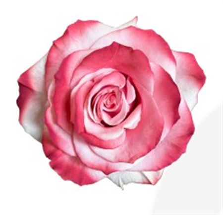 Rosa Gr Ec Tinted Wine 50 cm