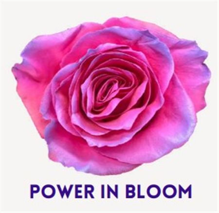 Rosa Gr Ec Tinted Power In Bloom 50 cm