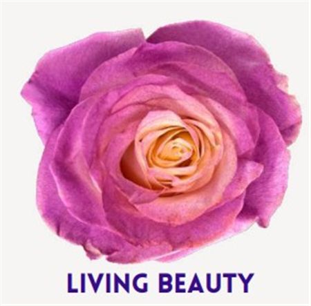 Rosa Gr Ec Tinted Living Beauty 50 cm
