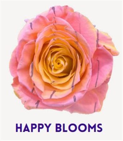 Rosa Gr Ec Tinted Happy Blooms 50 cm