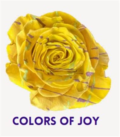 Rosa Gr Ec Tinted Colors Of Joy 50 cm