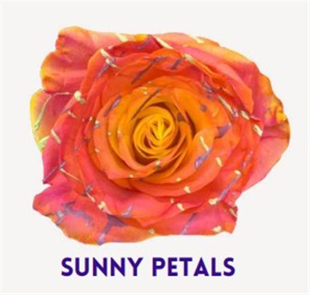 Rosa Gr Ec Tinted Sunny Petals 50 cm