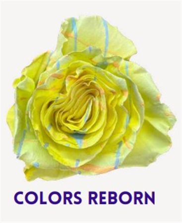 Rosa Gr Ec Tinted Colors Reborn 50 cm