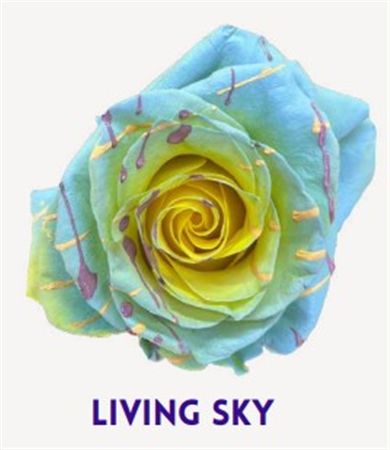 Rosa Gr Ec Tinted Living Sky 50 cm