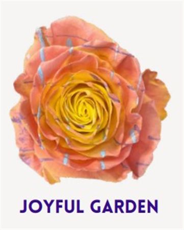 Rosa Gr Ec Tinted Joyful Garden 50 cm
