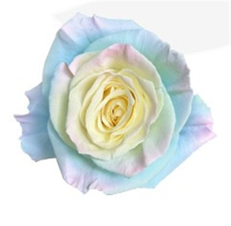 Rosa Gr Ec Tinted Princess 50 cm