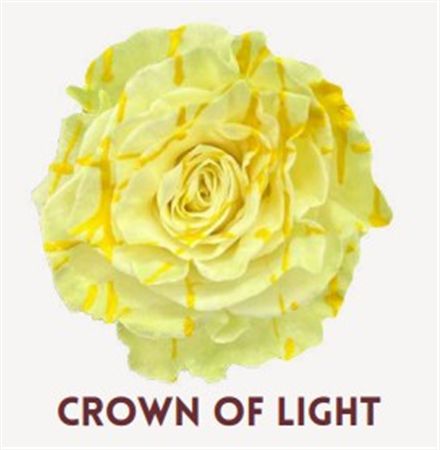 Rosa Gr Ec Tinted Crown Of Light 50 cm