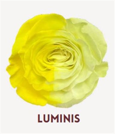 Rosa Gr Ec Tinted Luminis 50 cm