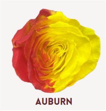 Rosa Gr Ec Tinted Auburn 50 cm