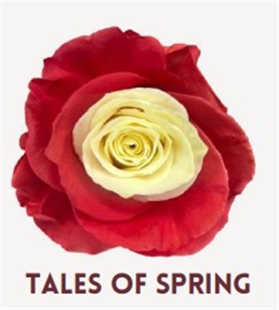 Rosa Gr Ec Tinted Tales Of Spring 50 cm