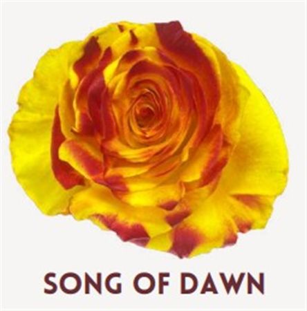 Rosa Gr Ec Tinted Song Of Dawn 50 cm