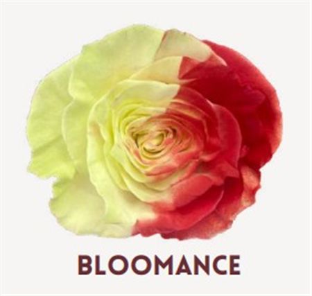 Rosa Gr Ec Tinted Bloomance 50 cm