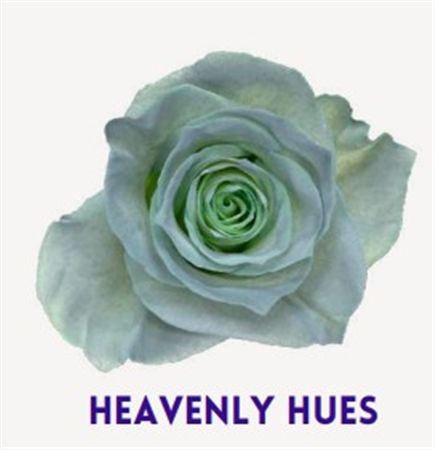 Rosa Gr Ec Tinted Heavenly Hues 50 cm