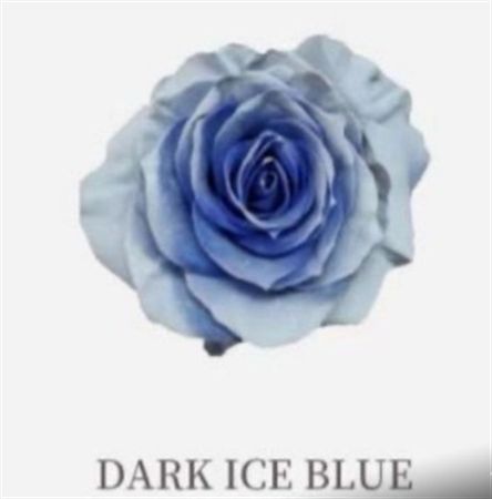 Rosa Gr Ec Tinted Dark Ice Blue 50 cm