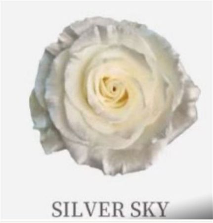 Rosa Gr Ec Tinted Silver Sky 50 cm